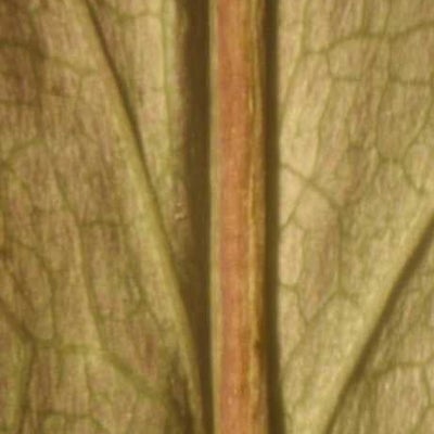 Solidago arguta var. caroliniana, basal leaf abaxial vein, North Carolina