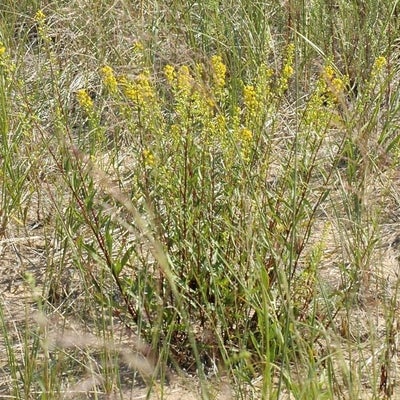Solidago gillmanii 11841 MI