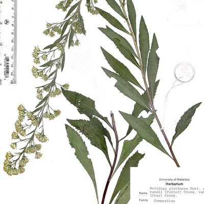  Solidago gillmanii Ringius 1516 IN