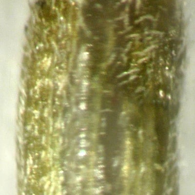 Solidago arguta var. caroliniana, densely strigose fruit, North Carolina