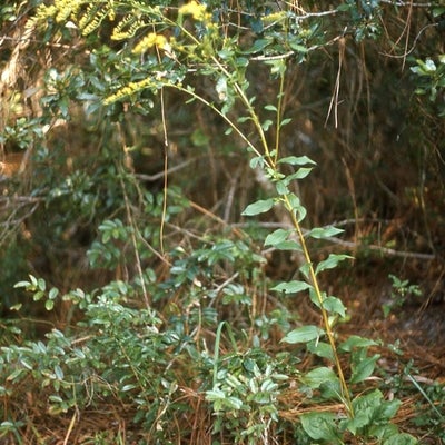 Solidago arguta var. caroliniana, Merritt Is., Florida