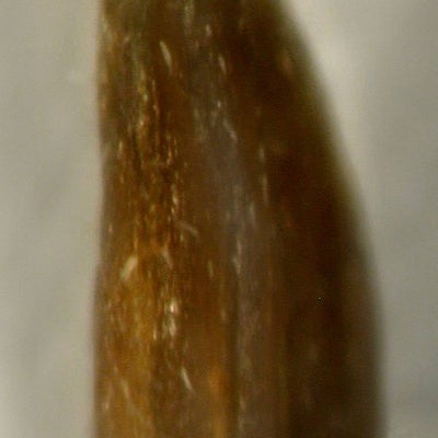 Solidago arguta var. caroliniana, very sparsely hairy fruit, Georgia