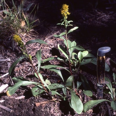 Simplex Habit, Colorado