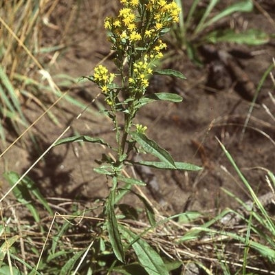 Simplex Habit, Oregon