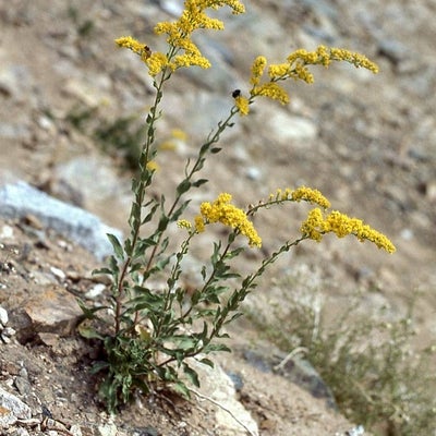 Solidago velutina subsp. californica, California