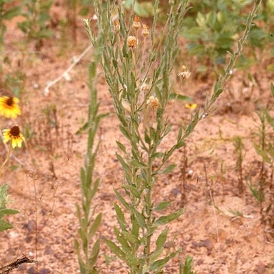 Bradburia pilosa Semple 2189 Texas