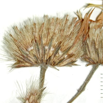 Bradburia pilosa Semple 927 involucre