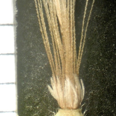 Bradburia pilosa Semple 2753 disc fruit