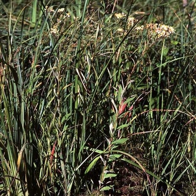 Doellingeria umbellata var. pubens, habitat and habit, 6721, Ontario