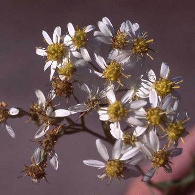 Doellingeria umbellata var. pubens, heads, 6721, Ontario