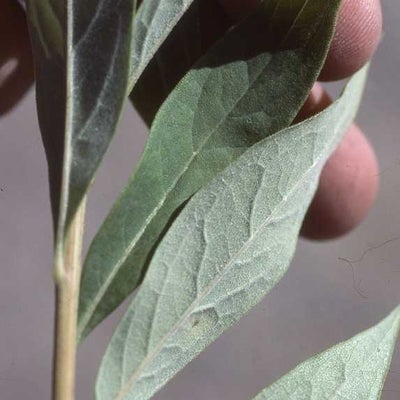 Doellingeria umbellata var. pubens, leaves, 6721, Ontario