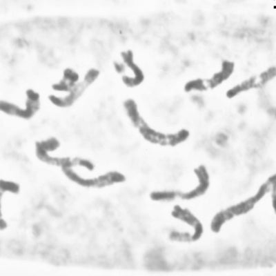 Eurybia eryngiifolia chromosome cell squash by JCS