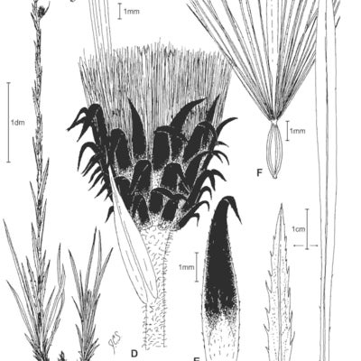 Eurybia eryngiifolia drawing JCS