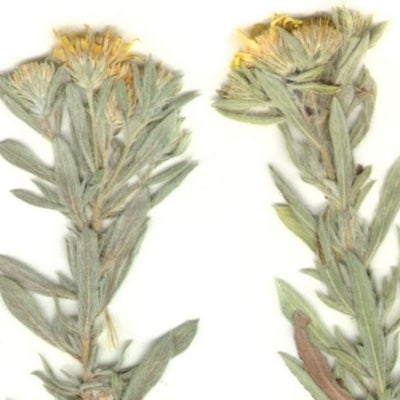 Heterotheca stenophylla var angustifolia flowering shoots