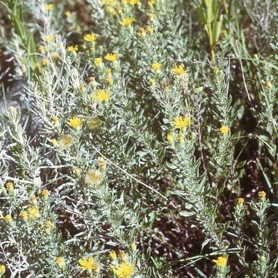 Heterotheca stenophylla var angustifolia 693