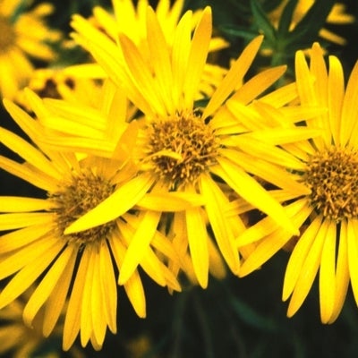 Heterotheca camporum var. glandulissimum