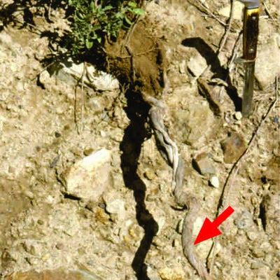 Heterotheca pumila rootstock S 7757