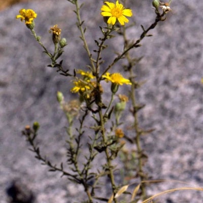 Heterotheca shevockii S 8955 inflor