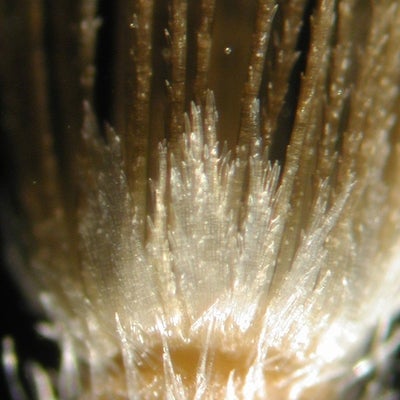 Heterotheca shevockii S 8955 pappus scales