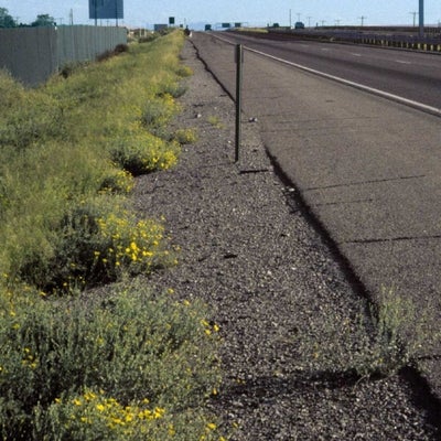 Heterotheca zionensis S 10509 Las Cruces NM
