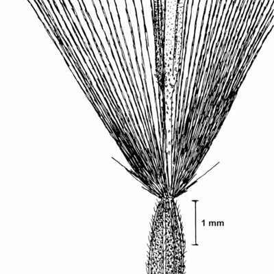 Oclemena reticulata fruit drawing JCS