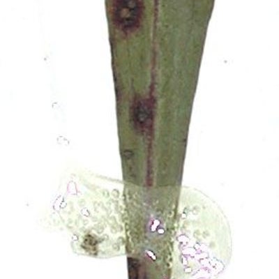 Solidago arenicola Churchill 86277 VDB