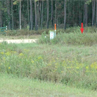 Solidago gracillima habitat S & S 11836 GA