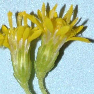 Solidago lepida S 11369 MT