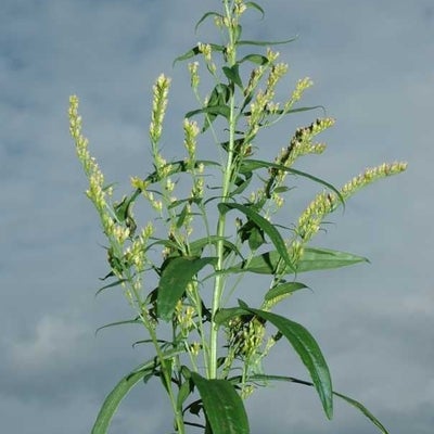 Solidago brendiae, lax inflorescence, S 11434, Gaspé, Québec