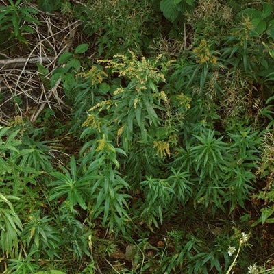 Solidago brendae, habit, S 11434, Gaspé, Québec