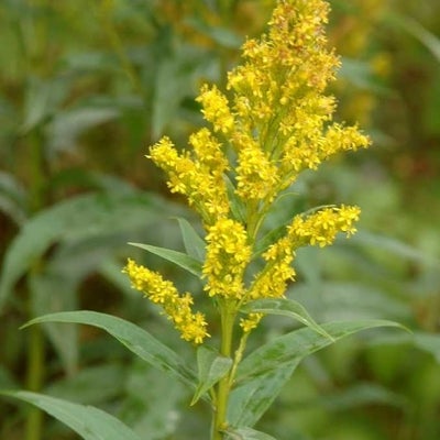 Solidago brendae, small S. elongata-like inflorescence, S 11437, Gaspé, Québec