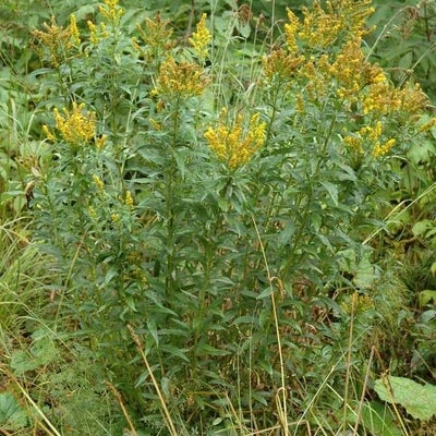 Solidago brendae,  type, S 11437, Gaspé, Québec