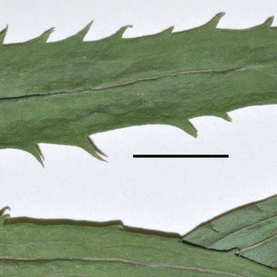 Solidago brendae,  leaf serrations, S 11471Prince Edward Island