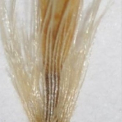 Solidago minutissima disc floret fruit Murata 483 KYO