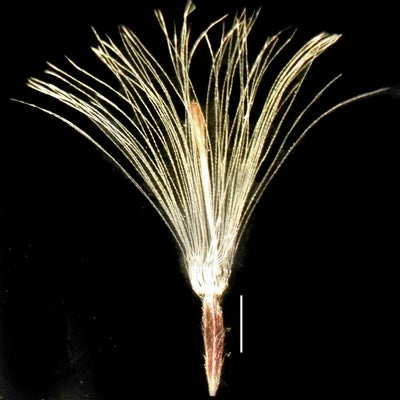 Symphyotrichum ciliatum Houle 53 fruit