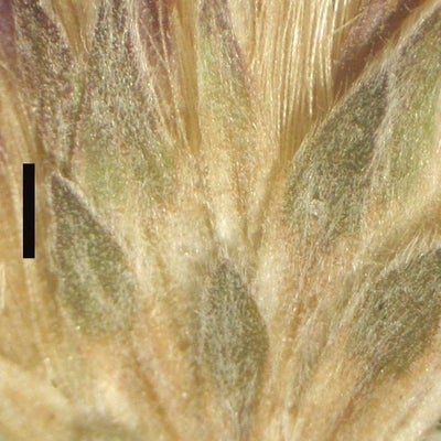 Symphyotrichum concolor concolor S 3930 phylls