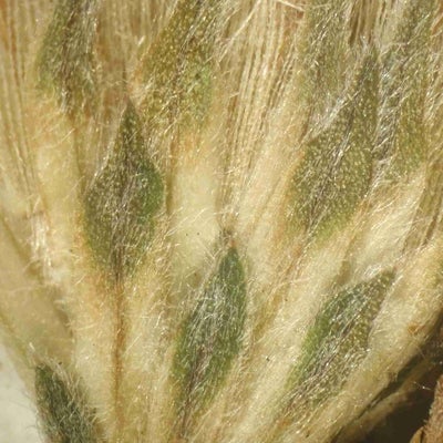 Symphyotrichum concolor divestitum S & G 3880 phylls