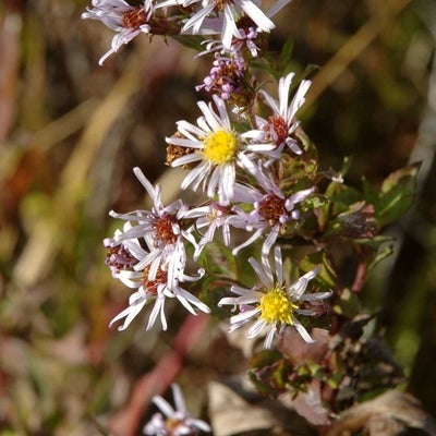 Symphyotrichum elliotii inflor S 11711 FL