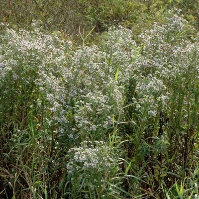 Symphyotrichum elliottii 11725 FL