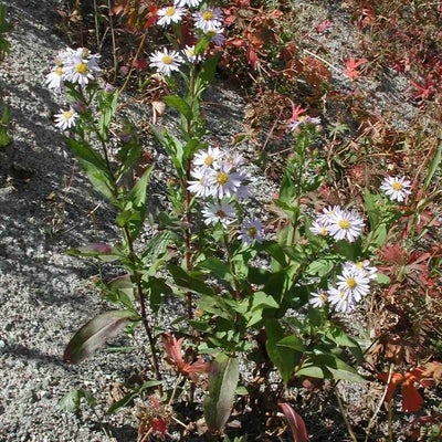 Symphyotrichum foliaceum 11286 habit