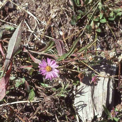 Symphyotrichum foliaceum S & S 5783 CO