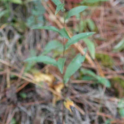 Symphyotrichum geogianum SC 11674 small shoot