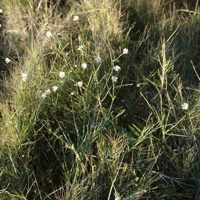 Symphyotrichum tenuifolium var aphyllym 11712 FL
