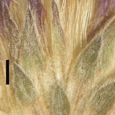 Symphyotrichum concolor var. concolor, phyllaries, 3930, Florida