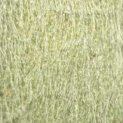 Symphyotrichum concolor var. concolor, mid stem leaf surface, 6213, GA