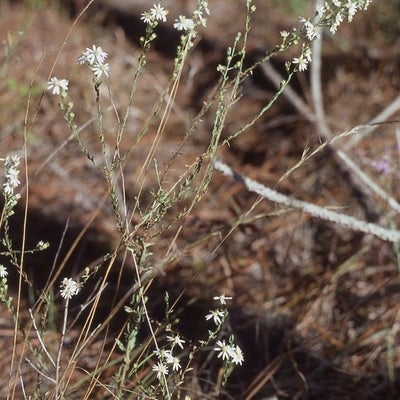 Symphyotrichum concolor var. concolor, very rare white rayed morph, 6080, South Carolina
