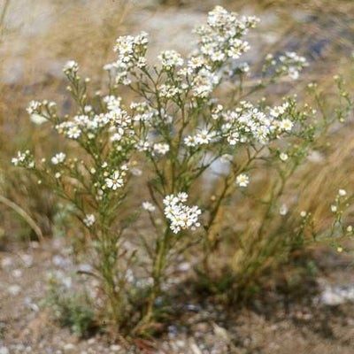 Symphyotrichum pilosum var. pringlei, 2798. Bruce Penin., Ontario