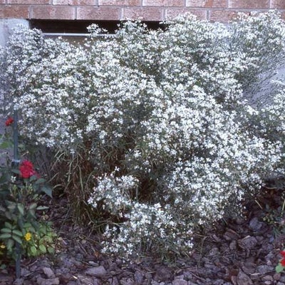 Symphyotrichum pilosum var. pringlei, from Bruce Penin., cult. Waterloo ON