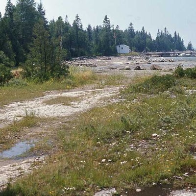 Symphyotrichum pilosum var. pringlei, limestone pavement habitat, Bruce Penin., Ontario