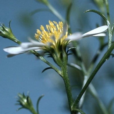 Symphyotrichum pilosum var. pringlei, head, Manitoulin Is., ON, cult WAT